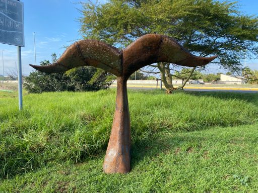 Whale Tail