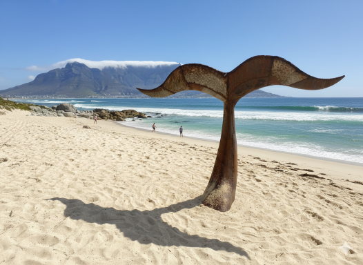 Whale Tail