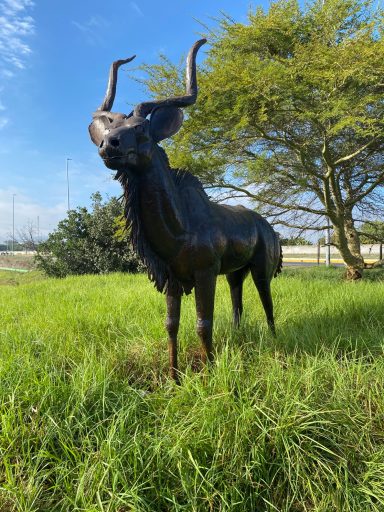 Big Kudu